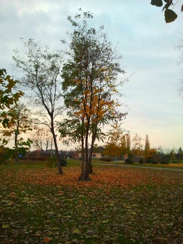 Haraszti ősz