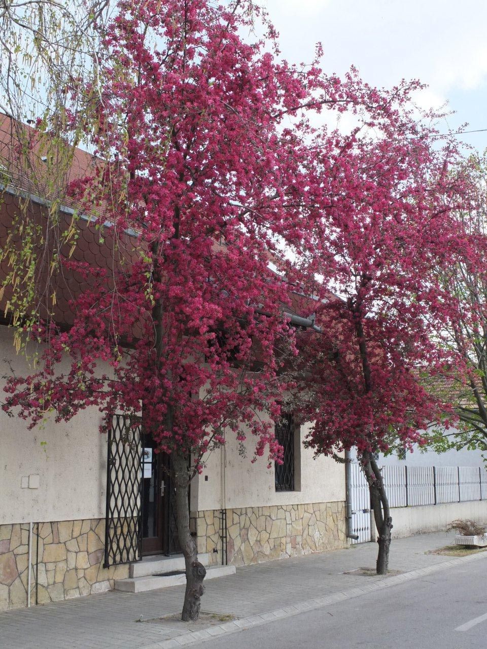 Virágoznak a fák. Fegyveres Tibor képei, 2012. április eleje