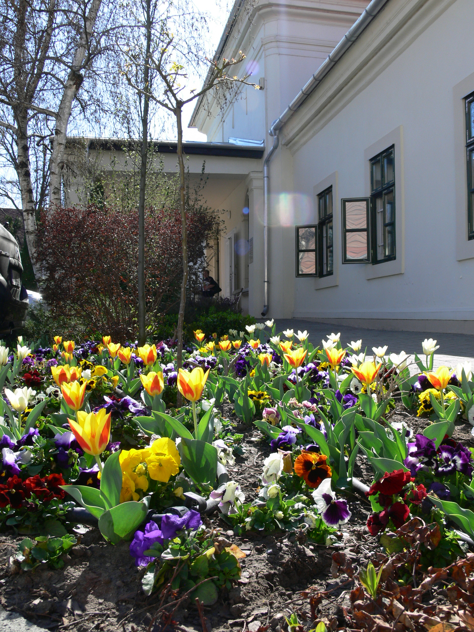 Virágok a Polgármesteri Hivatal udvarán
